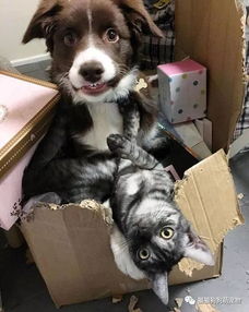 谁说只有猫咪喜欢纸盒了,看看这些喜欢纸盒的狗狗 