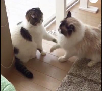 家里的两只猫在打架,主人越看越不对劲,这也太温柔了吧