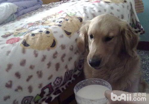 小狗到底能不能喝牛奶 