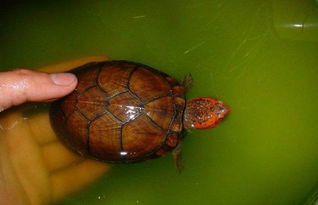 红面蛋龟必须单独养吗,红面蛋龟可以干养吗？