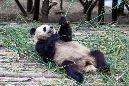 熊猫是猫吗,它能活多少岁,它为什么是国宝 外国有吗