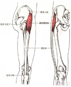 阔筋膜张肌髂胫束损伤 信息阅读欣赏 信息村 K0w0m Com