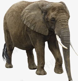 动物图片 动物大象素材图片免费下载 高清装饰图案png 千库网 图片编号43022 