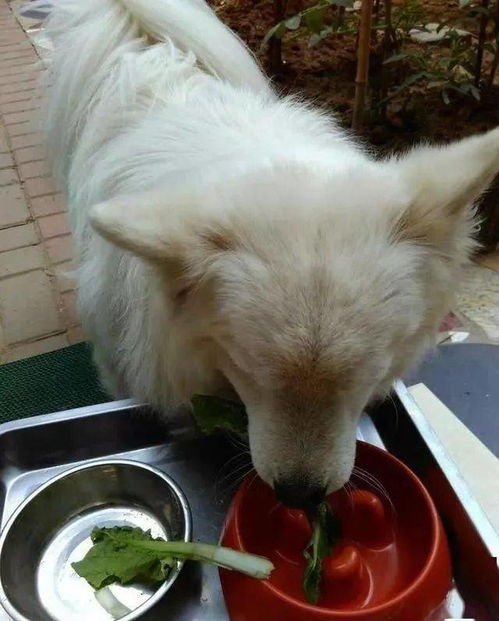 你还在给狗狗吃肉 饭里多加这4种蔬菜,狗狗才会营养均匀