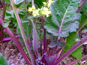 紫菜薹越冬栽培该怎么种植,红菜苔11月下旬还可播种吗