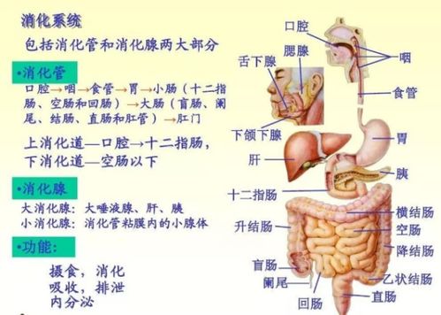 细胞,组织,器官,系统四个概念怎么解释 他们之间有何关系 