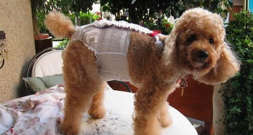 狗狗纸尿裤可不是幼犬专属,当狗狗老去,它可能也需要使用纸尿裤
