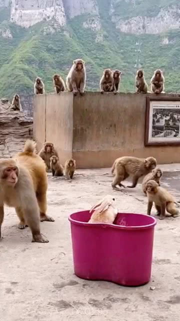 做梦到猴子一群猴子