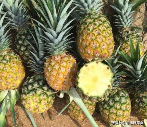 菠萝和凤梨有什么区别 菠萝和凤梨是一个东西吗