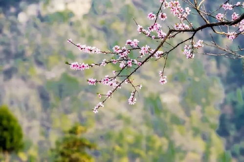 俗语 两春夹一冬,无被暖烘烘 ,明年是双春年好不好