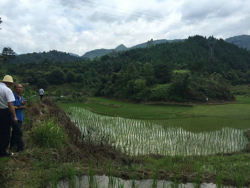 墓地风水 贵州百年风水福地龙吐珠穴,风水大师王君植在黔南看风水实拍