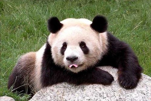 2002年宝兴县猎杀大熊猫案 4人铤而走险,处理结果令人畅快