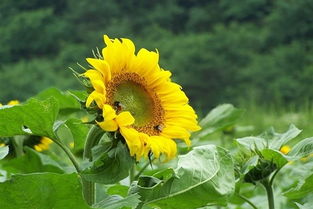 向日葵的生长过程步骤图 向日葵的观察记录图文