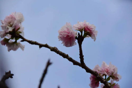 樱花一般哪个季节开花 樱花七八月份开吗