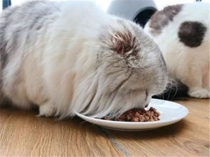 猫咪吃猪肉会更胖 喂食瘦猪肉好处并不少,只是饮食习惯不同