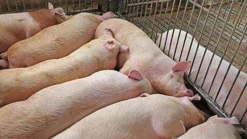 养猪如何快速增肥 养猪快速增肥有什么技巧