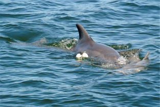心碎 小海豚被捕蟹网纠缠身亡,海豚妈妈守护在旁不忍离去