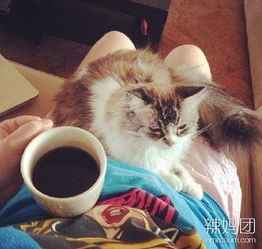 世上有种猫叫 别人家的猫 ,和我... 头条网 TouTiao.com 你关心的,才是头条 