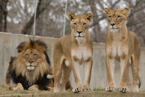 奇怪的知识又增加了 狮子的繁衍与交配 不需要解释