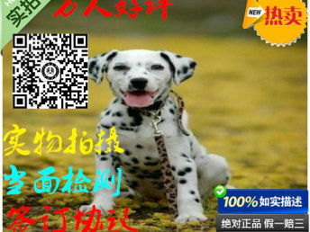 图 纯种斑点狗,喜欢大麦町犬的朋友联系,包健康可预定 上海宠物狗 