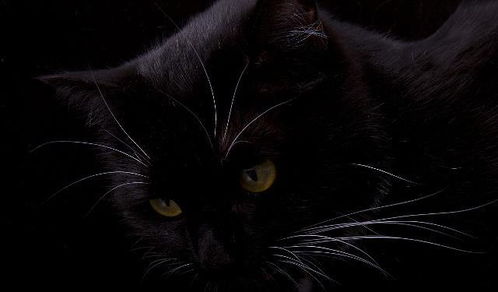 黑猫的传说我不知道是不是真的,但随时找不到猫是真的