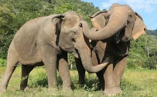 为什么不应该去泰国骑大象