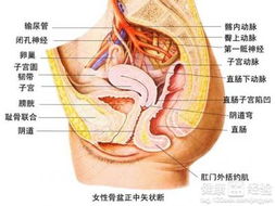 直肠癌早期手术治愈后会转移吗