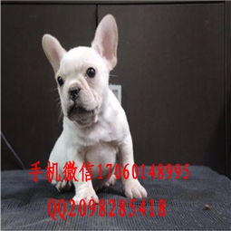 温州哪里有法斗犬出售 奶白色纯种法斗犬价格 奶白色法斗图片