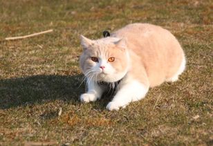 英国短毛猫寿命大概多长,能活多久 