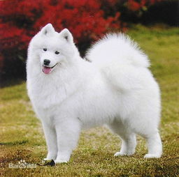 白色长嘴大狗狗品种是什么 