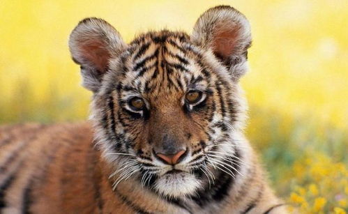2002年,2只华南虎被送往非洲驯化,如今它们怎么样了