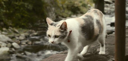 想入手养猫 这五种猫咪请慎重,怕是费力不讨好