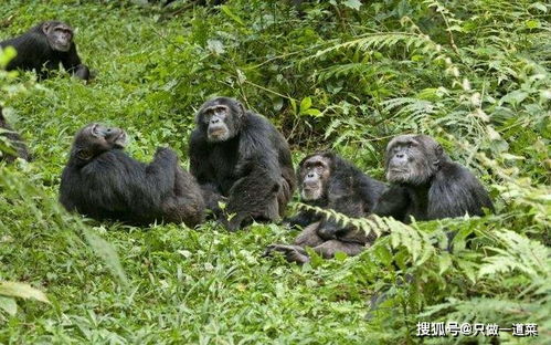 黑猩猩繁衍方式和配对