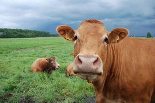 牛的风水作用 牛在风水上起到什么作用
