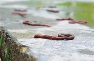 刚回到家，看到新闻广州数万只蚯蚓从地下爬出地面，不知道是什么情况？