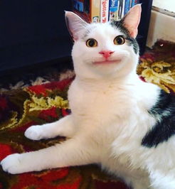 分享一只假笑猫olli,竟然觉得很可爱
