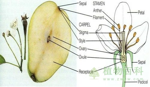 果实和种子的形成,果实和种子组成什么？