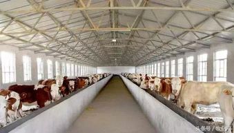 夏季牛舍怎么保持好环境卫生以及肉牛饲养管理工作