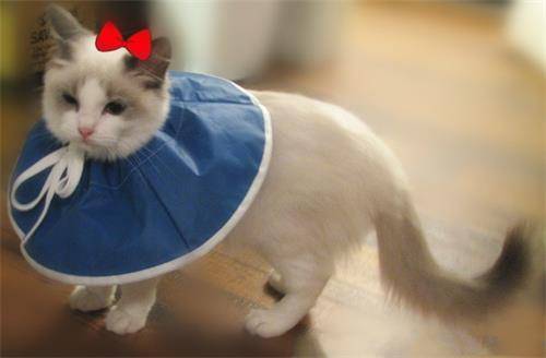 养宠经验 猫黄疸怎么治疗费用