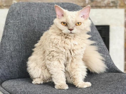 主人意外捡到卷毛流浪猫,却没想到是超罕见猫咪,一只起价2万元