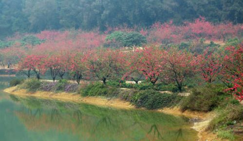 桃花源记原文及译文朗读