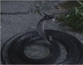孕妇梦见一条大黑蛇一条小黑蛇