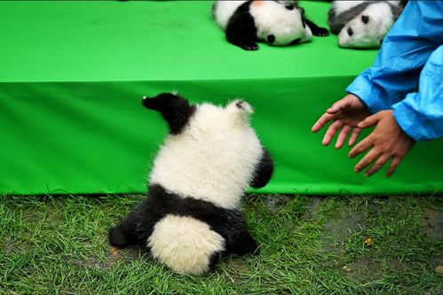 大熊猫能有什么烦恼 它只是拿起了针线,开始了绣花