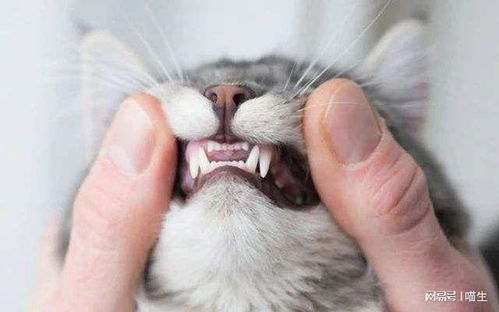 你的小猫咪有 口臭 吗 不容忽视的猫咪牙齿健康问题