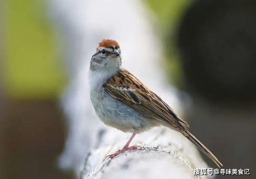 心酸往事 两次劫难使中华麻雀几乎绝迹,进口麻雀遍布全国