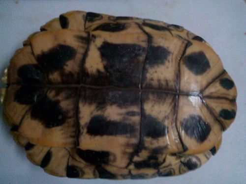 请大家来帮我认识这只龟叫什么名字 不是草龟还是巴西龟 市场价多少钱一斤大概三斤左右 