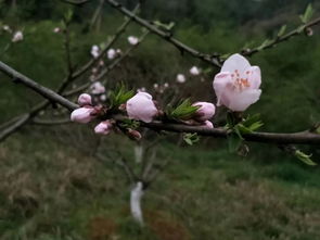 苗家边边场之桃花会 湘遇桃花,情定桃园 还没报名相亲的朋友抓紧时间哦 活动 