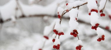 梦见大雪 又是一年大雪时节,健康过冬很重要 