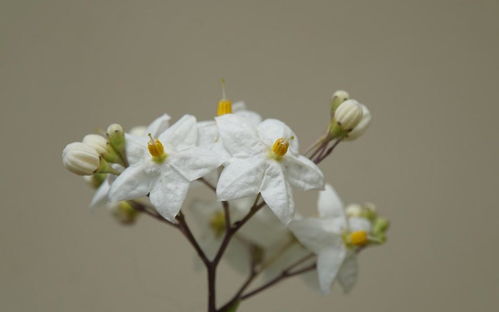 2月中旬期间,桃花加身,月老系绳,4个生肖前情复燃,牵手旧爱