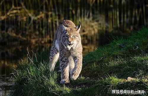 同样属于猫科,雪豹的尾巴长度却是这种猫科动物的20倍